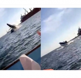 Baleia salta e cai sobre barco com turistas no mar do México