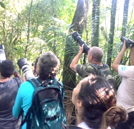 “Vem Passarinhar” celebra 10 anos de criação: 545 espécies registradas e 2.500 participantes