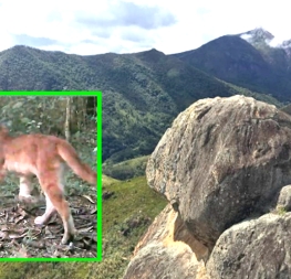 Mamãe onça-parda e seus dois filhotes são avistados em unidade de conservação em Petrópolis